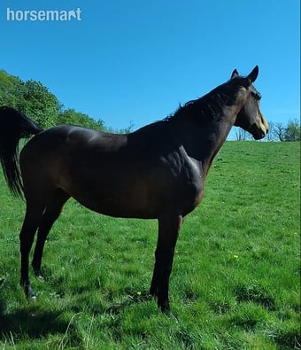 "Blissfilly" Bay Mare Project Horse