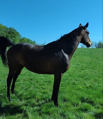 "Blissfilly" Bay Mare Project Horse