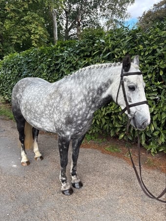 "Ellis" Dapple Grey Mare All Rounder