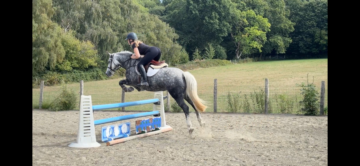 "Ellis" Dapple Grey Mare All Rounder