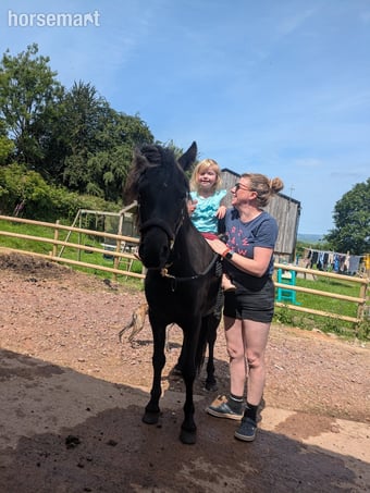 "River " Black Gelding Youngstock / Foal