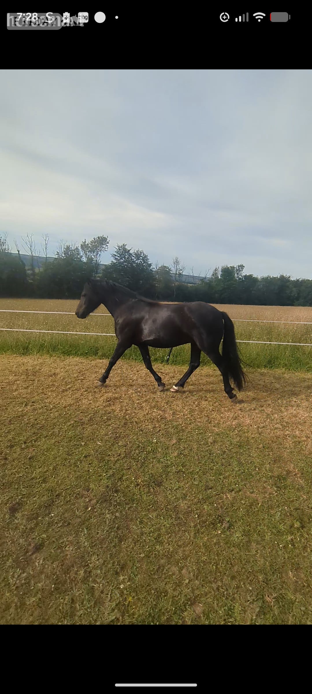 "River " Black Gelding Youngstock / Foal in Tiverton