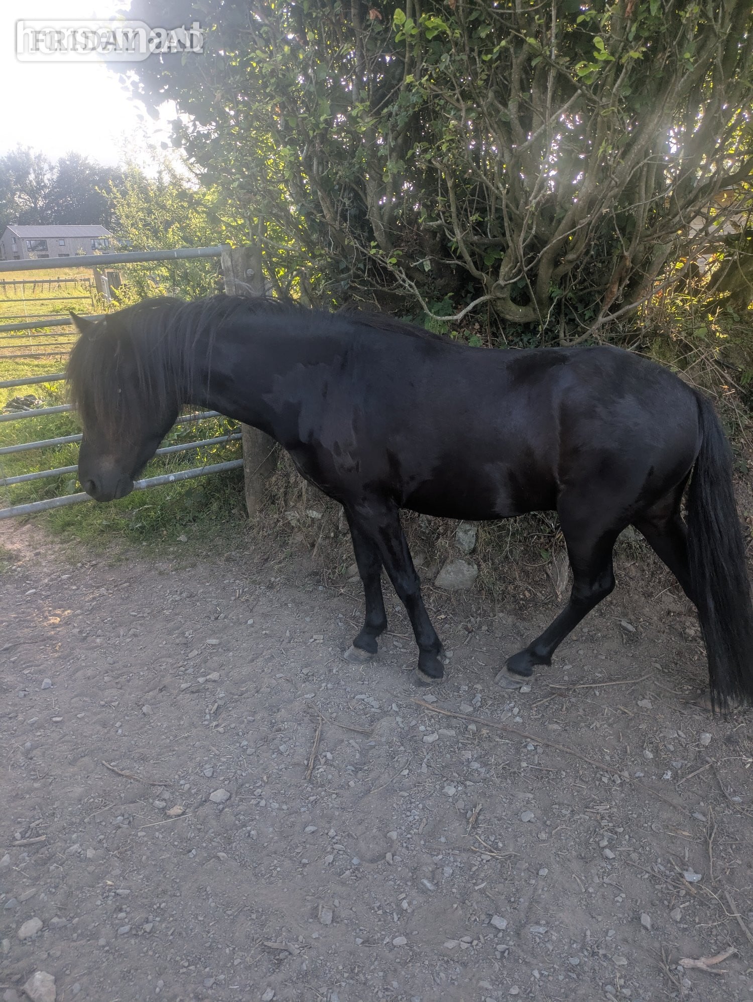 "River " Black Gelding Youngstock / Foal