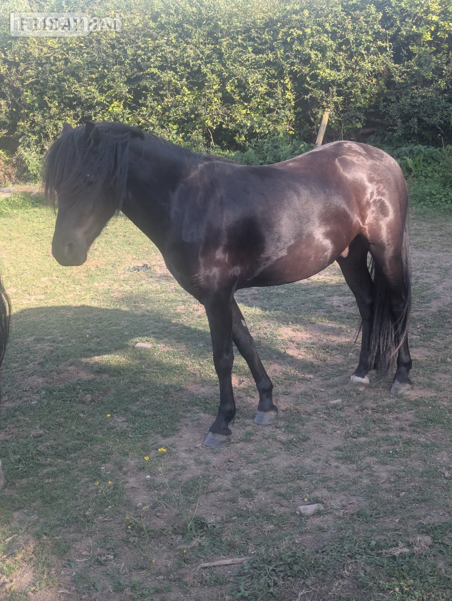 Tiverton "River " Black Gelding Youngstock / Foal