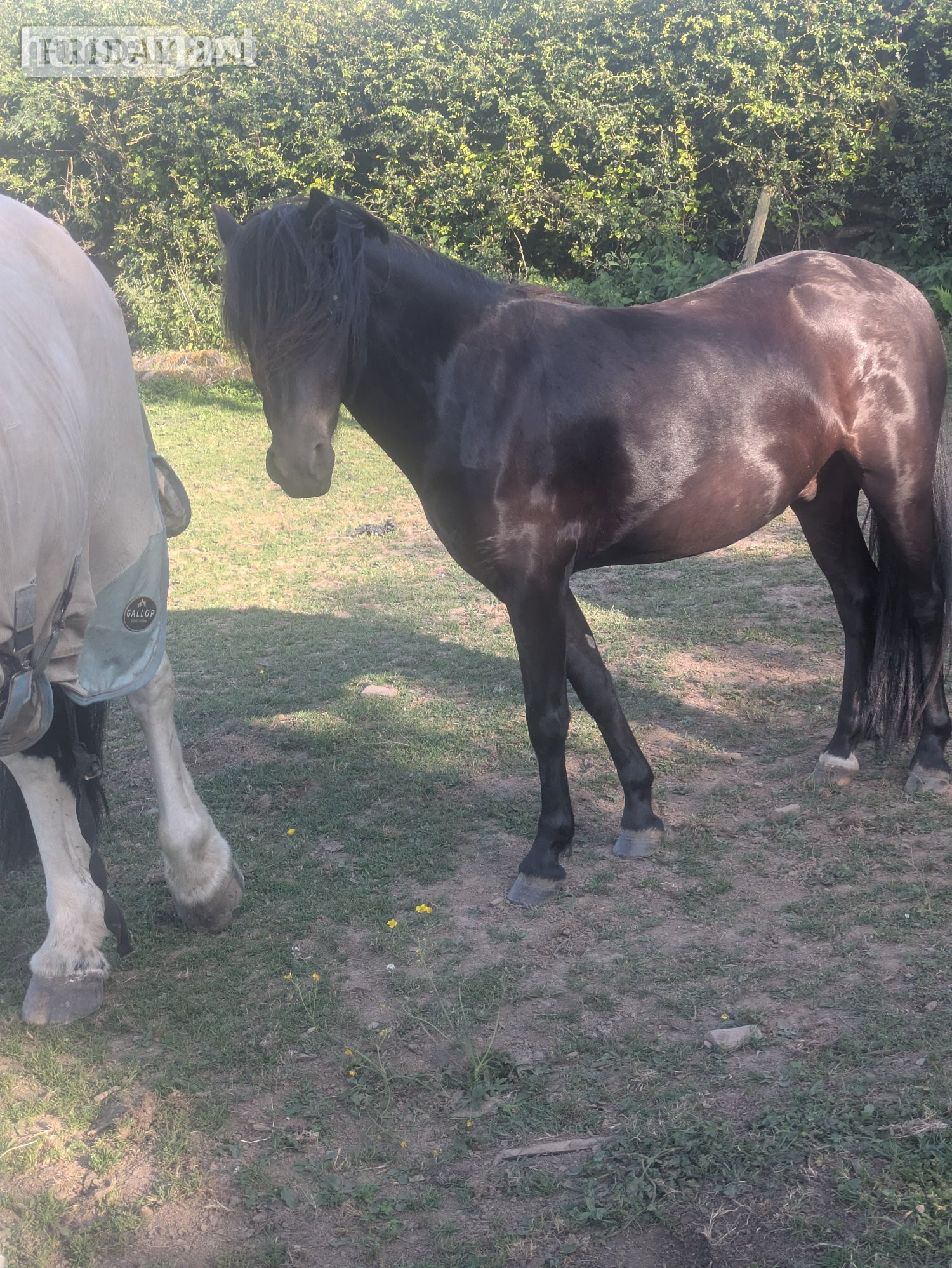 "River " Black Gelding Youngstock / Foal - Horses in Tiverton