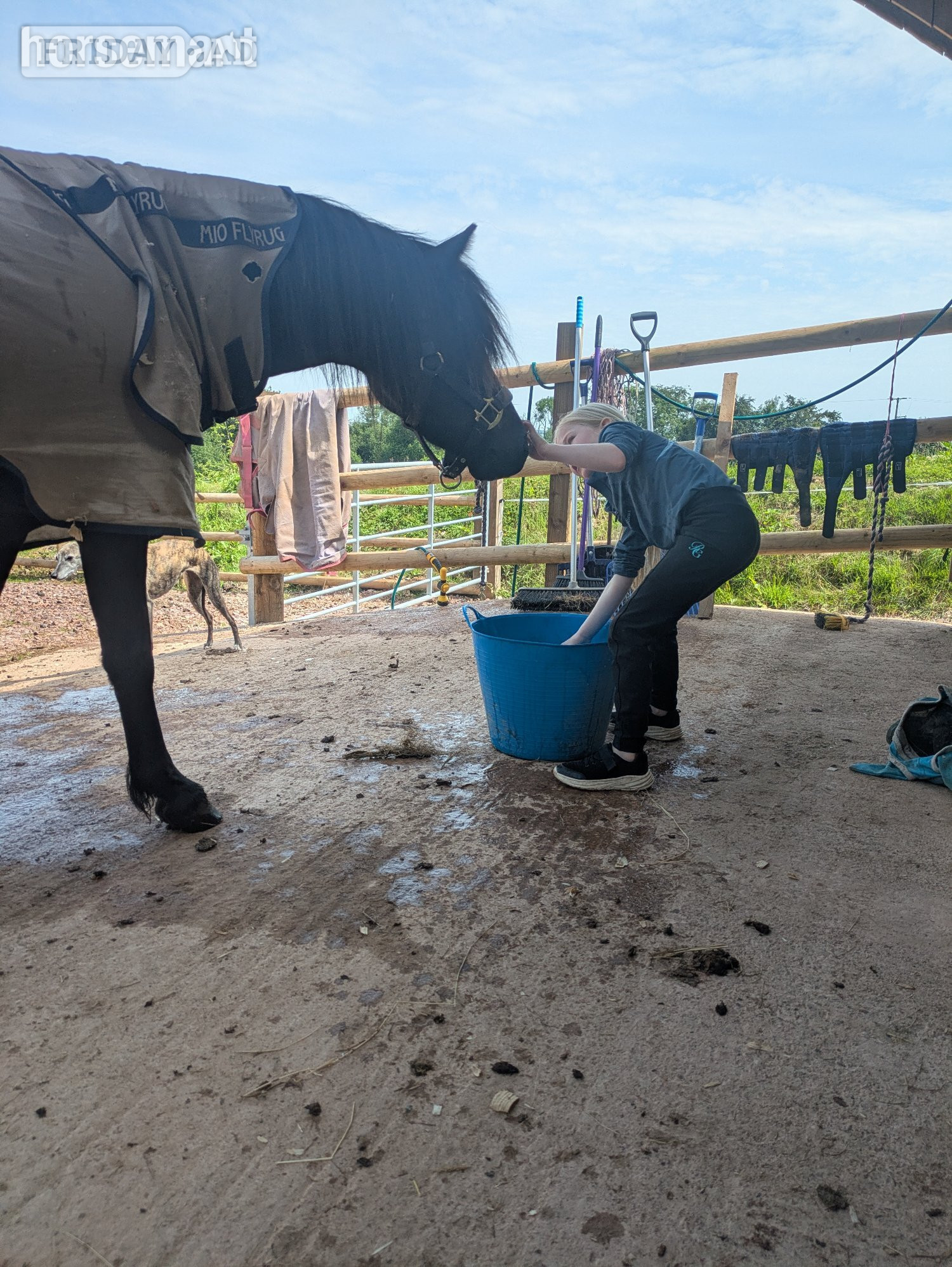 "River " Black Gelding Youngstock / Foal - Horses