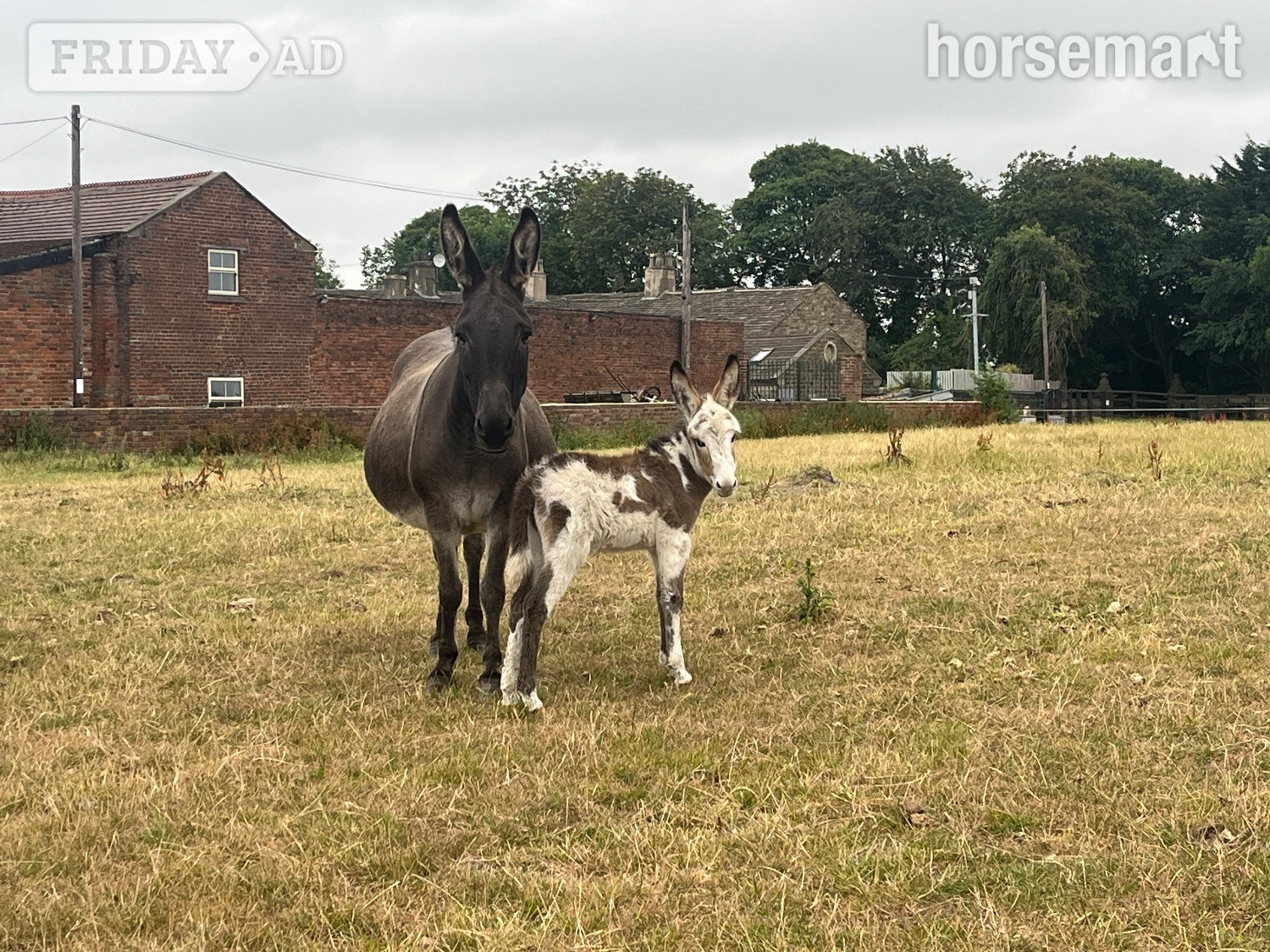 "Donkey mare Francesca and her gorgeous little girl"  Mare Companion Horse in Leeds