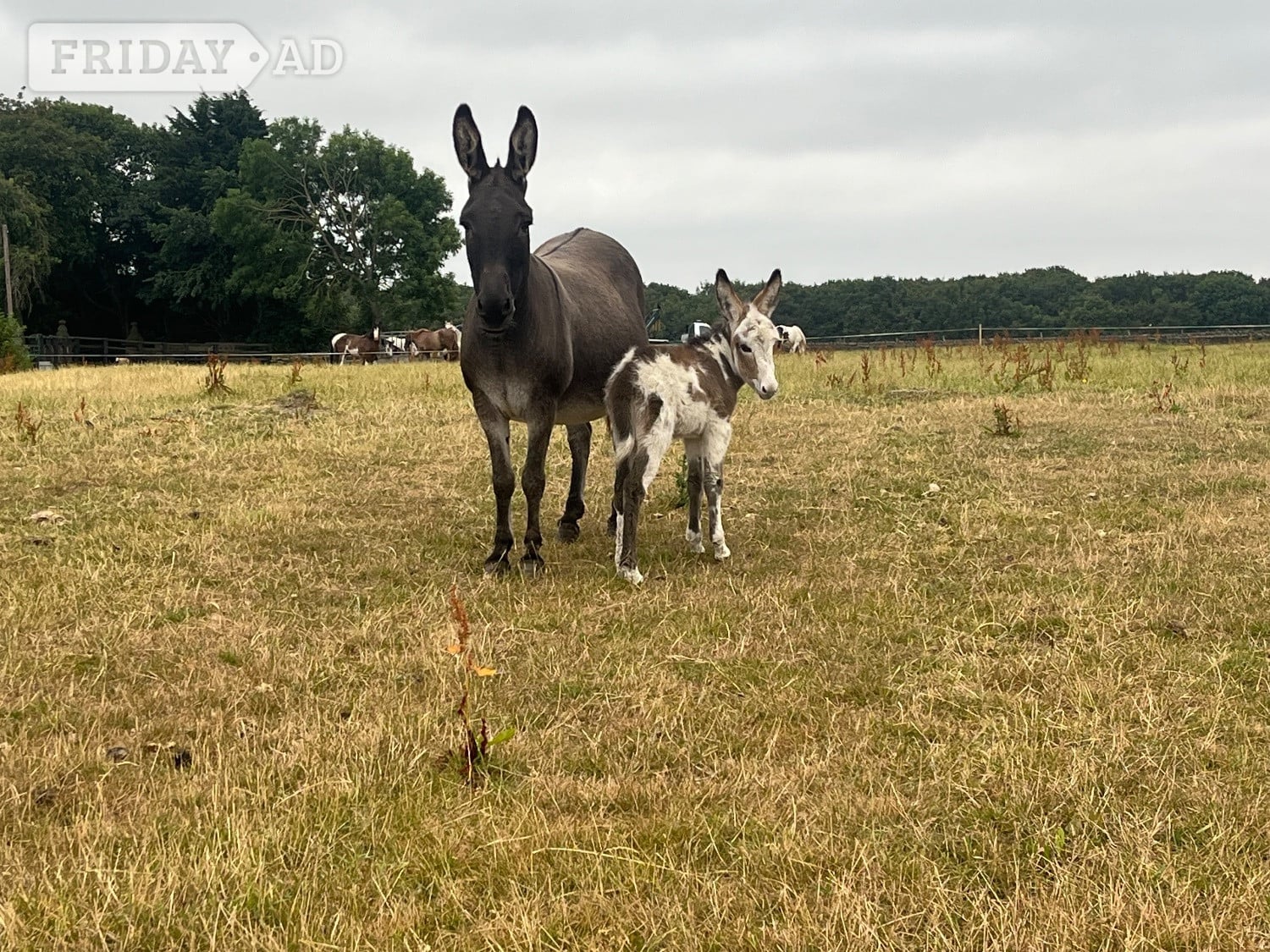 "Francesca and her gorgeous little girl"  Mare Companion Horse