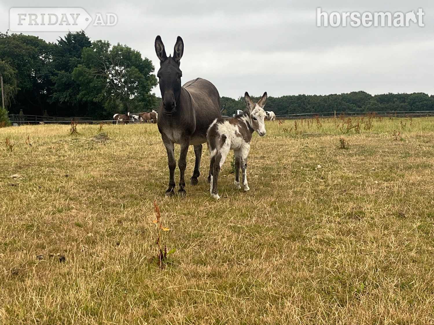 "Donkey mare Francesca and her gorgeous little girl"  Mare Companion Horse