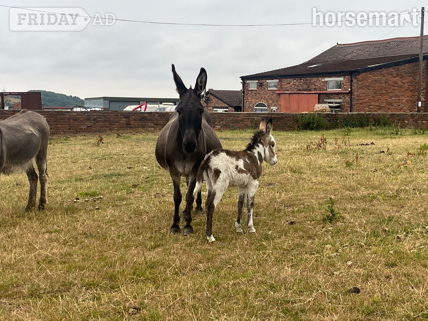 Leeds "Donkey mare Francesca and her gorgeous little girl"  Mare Companion Horse