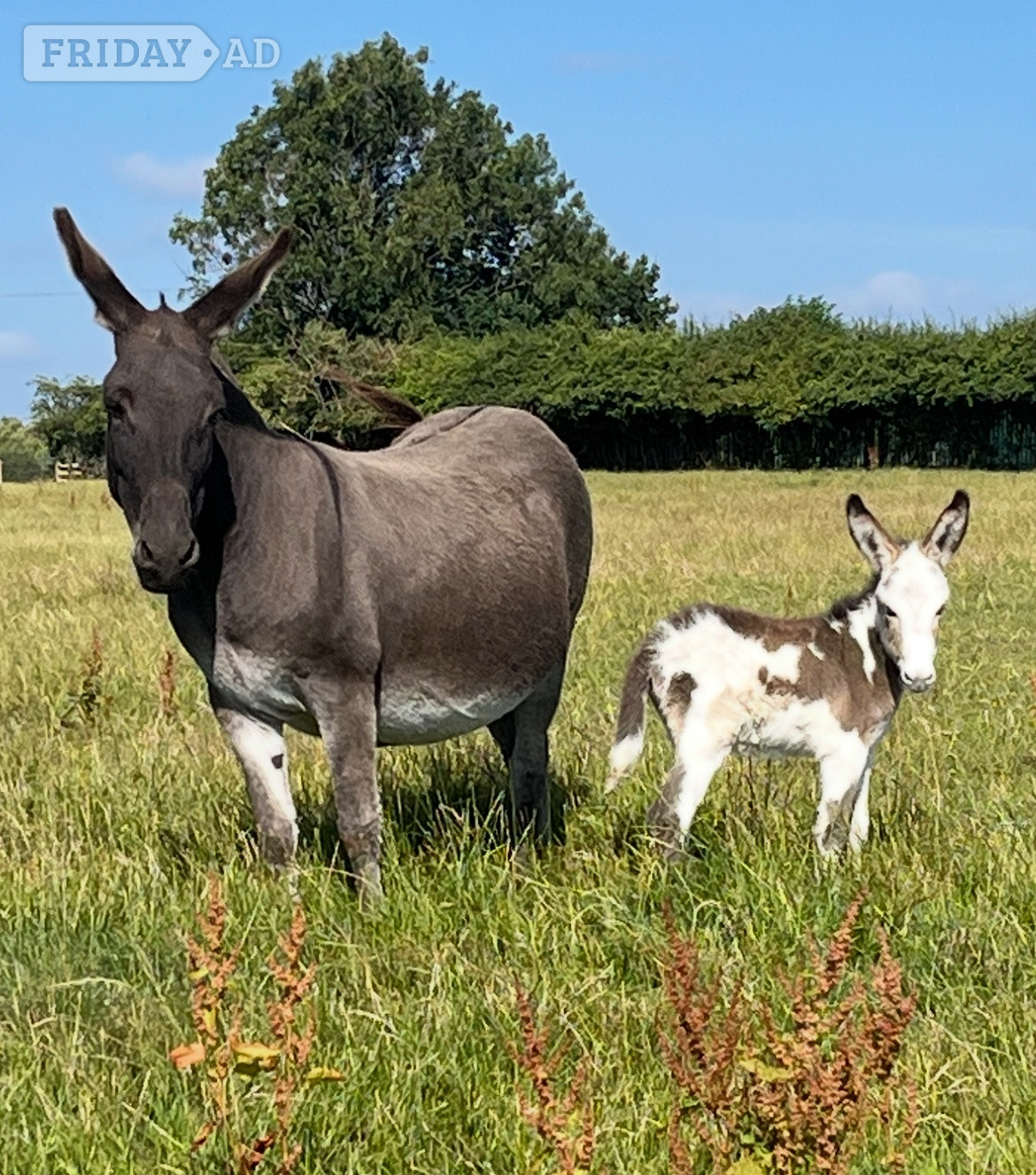 "Francesca and her gorgeous little girl"  Mare Companion Horse - Horses in Leeds