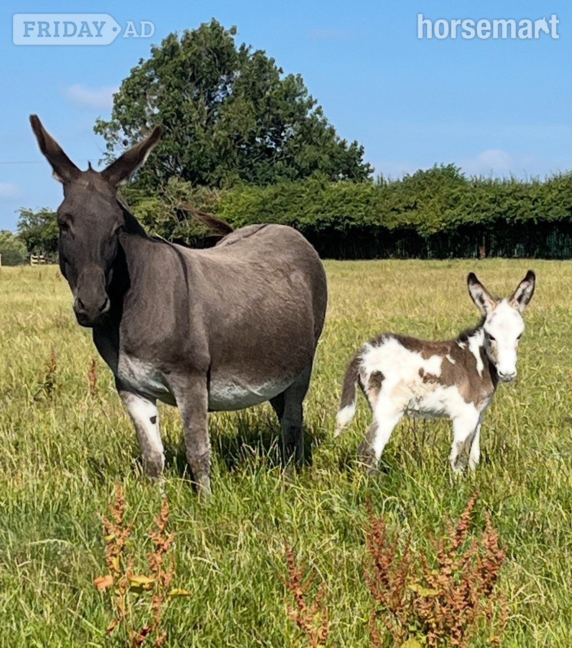 "Donkey mare Francesca and her gorgeous little girl"  Mare Companion Horse - Horses in Leeds