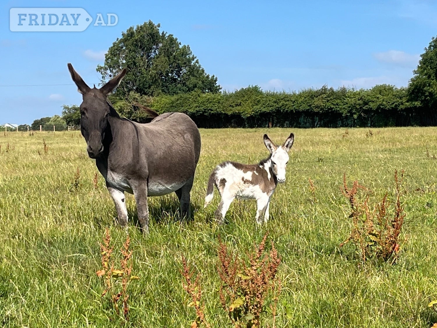 "Francesca and her gorgeous little girl"  Mare Companion Horse - Horses