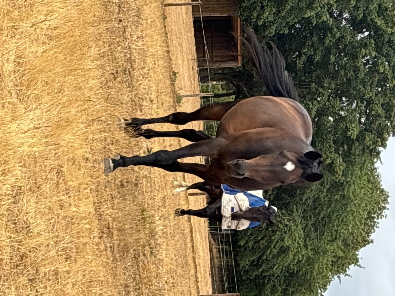 "Sienna" Bay Mare Ex Racehorse