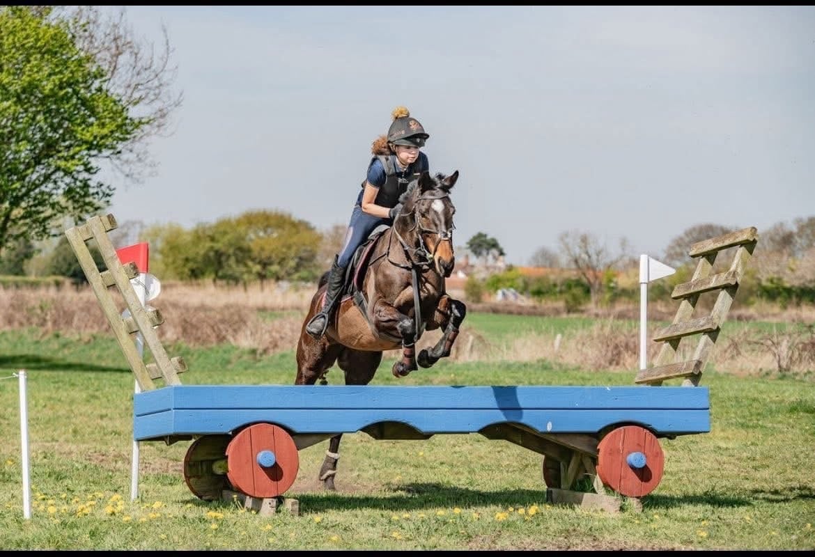 "Sienna" Bay Mare Ex Racehorse - Horses in Corby