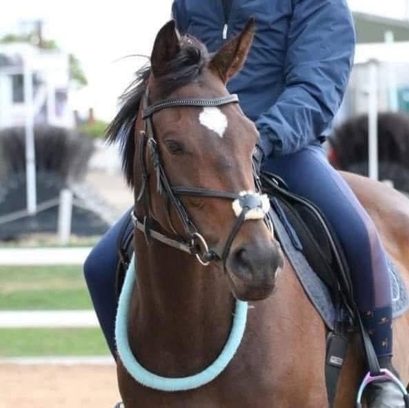 "Sienna" Bay Mare Ex Racehorse - Horses