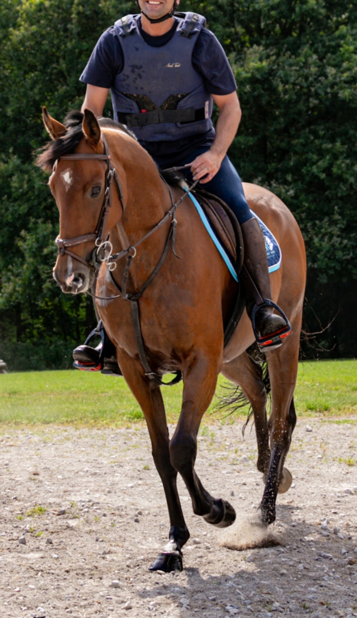 Burnley "Louie" Bright Bay Gelding Happy Hacker
