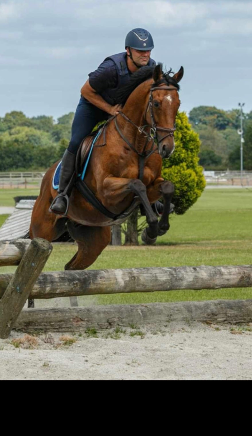 "Louie" Bright Bay Gelding Happy Hacker - Horses in Burnley