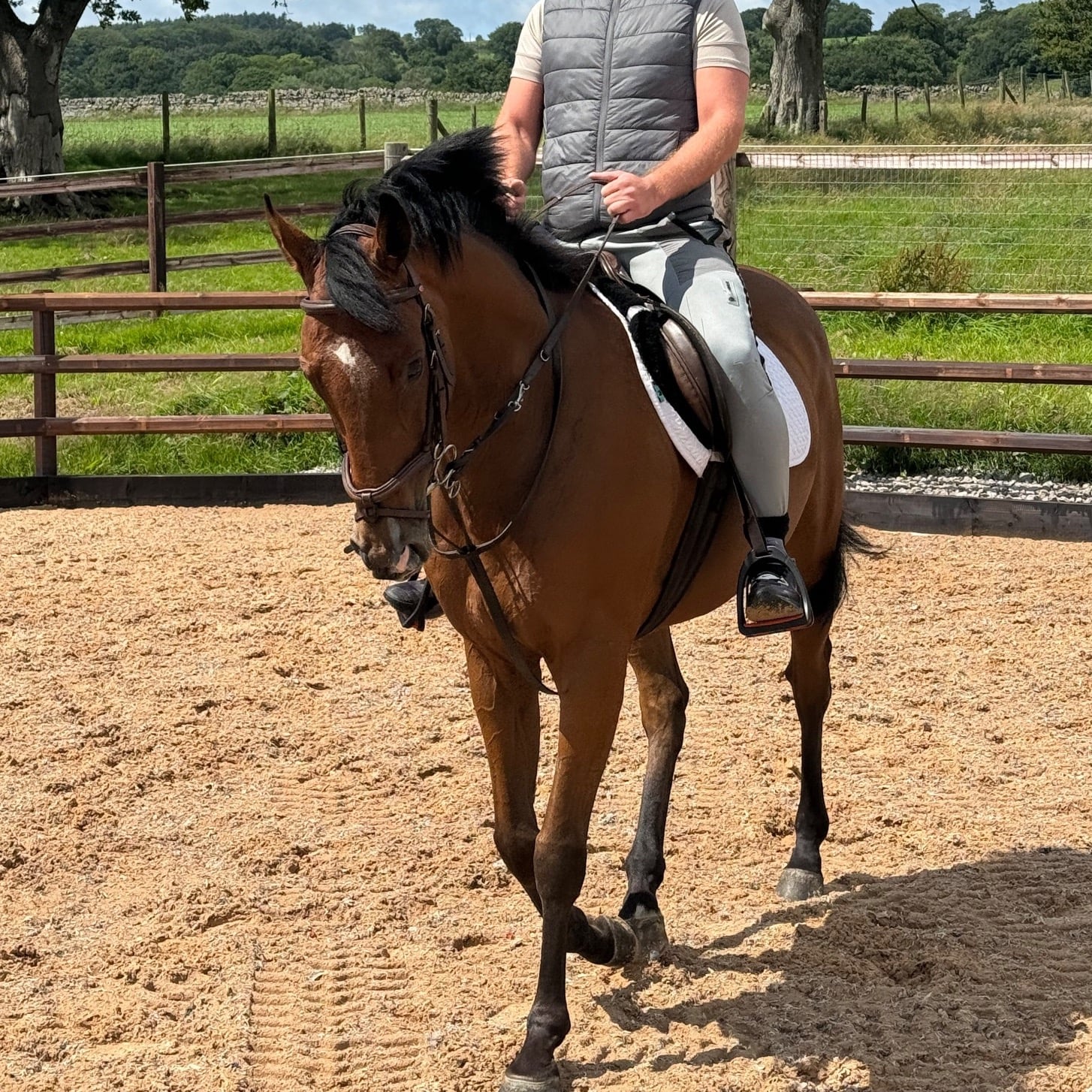 "Louie" Bright Bay Gelding Happy Hacker - Horses