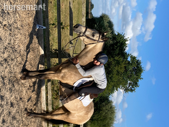 15.1hh 4yr old Connie gelding for share 2-4 days a week