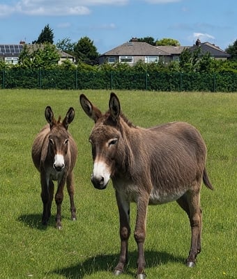 "Lovely Donkey mare  And Daughter " Brown Mare Family Horse