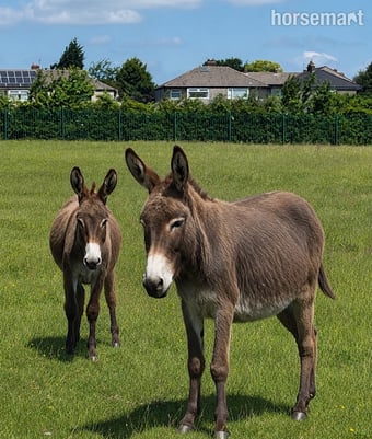 "Lovely Mum And Daughter " Brown Mare Family Horse