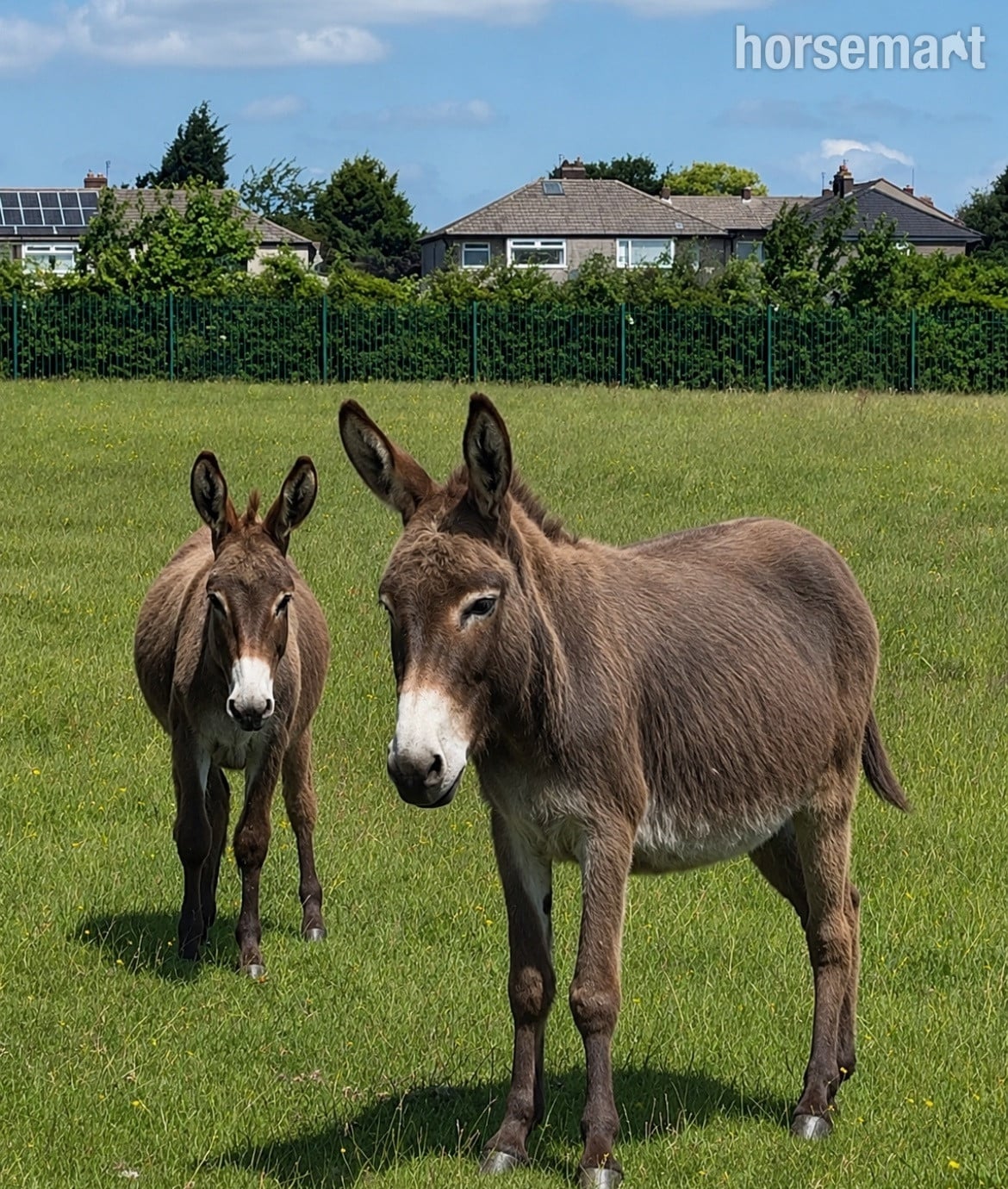 "Lovely Mum And Daughter " Brown Mare Family Horse in Leeds