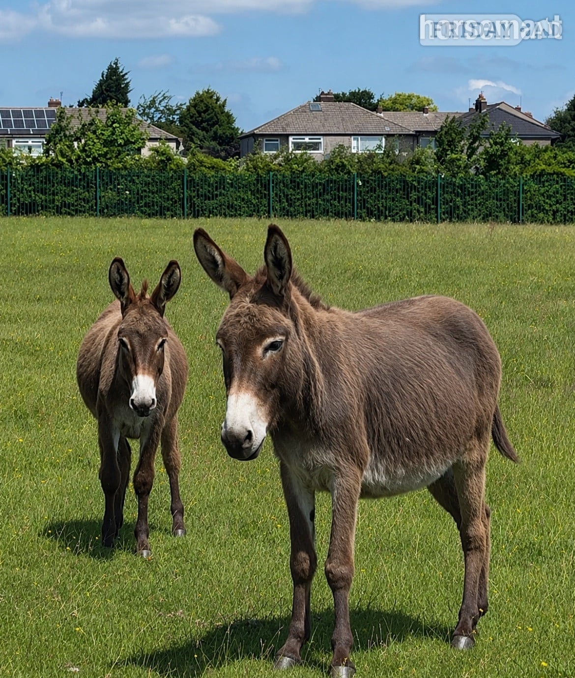 "Lovely Mum And Daughter " Brown Mare Family Horse in Leeds
