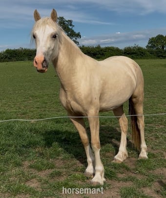 "Champagne by Candlelight County" Palomino Filly Youngstock / Foal