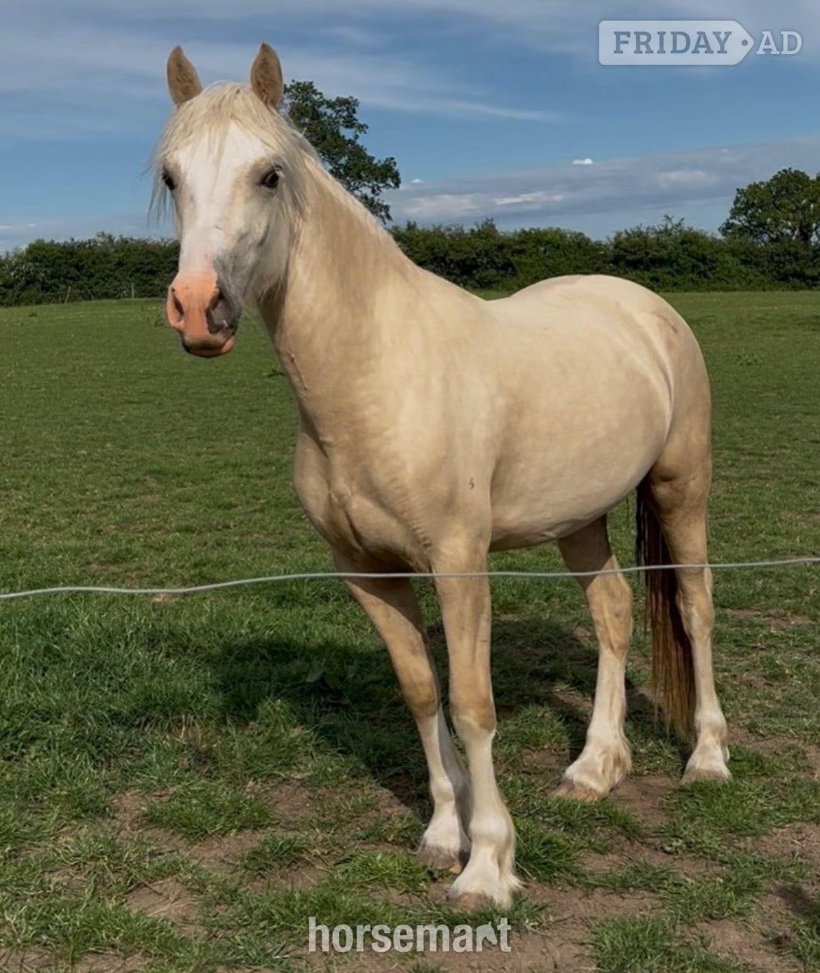 "Champagne by Candlelight County" Palomino Filly Youngstock / Foal in Worcester