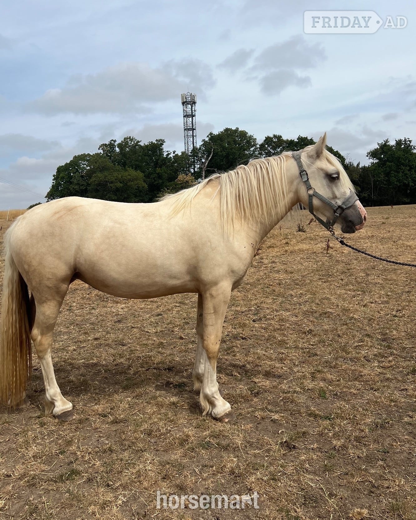 "Champagne by Candlelight County" Palomino Filly Youngstock / Foal
