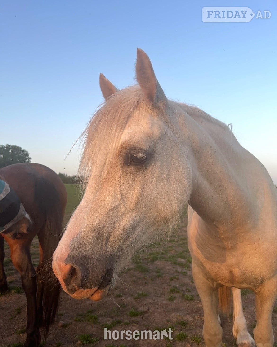Worcester "Champagne by Candlelight County" Palomino Filly Youngstock / Foal