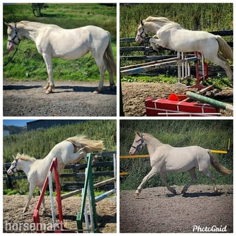 "Cream" Cremello Colt Youngstock / Foal