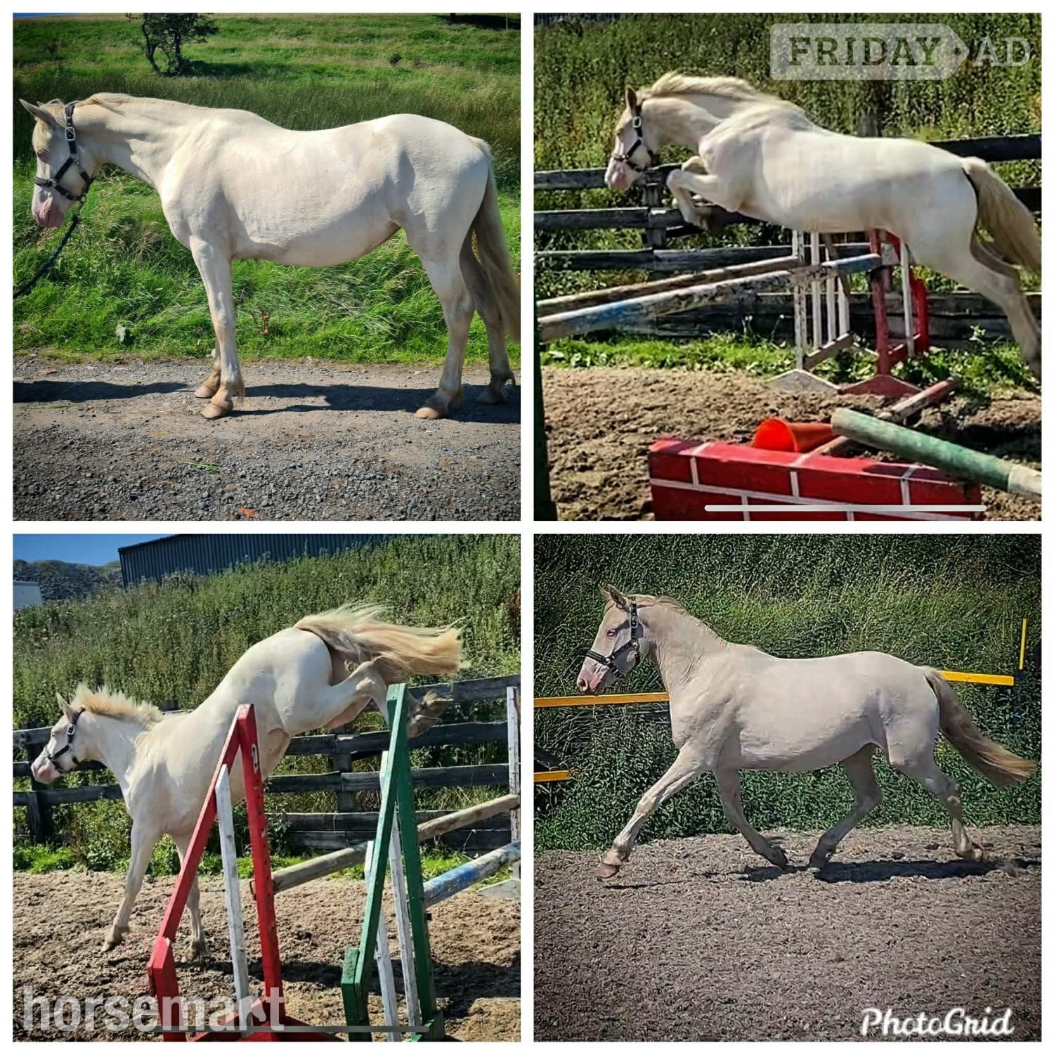 "Cream" Cremello Colt Youngstock / Foal in Burnley