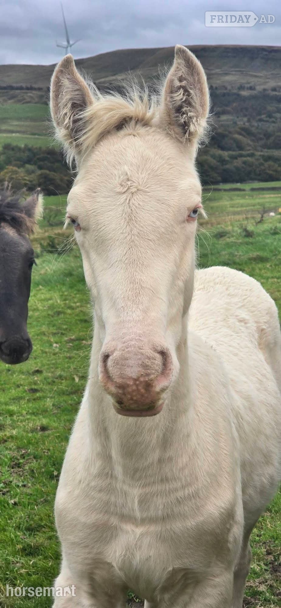 Burnley "Cream" Cremello Colt Youngstock / Foal