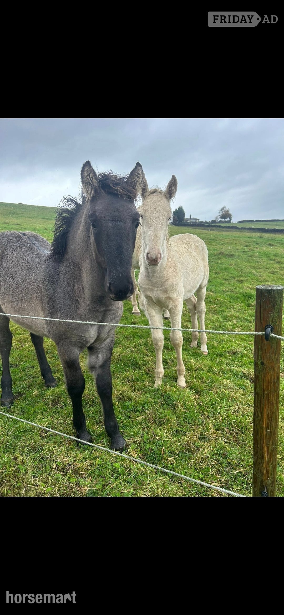 "Cream" Cremello Colt Youngstock / Foal - Horses in Burnley