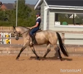 "Illane Beuty" Dun Mare Mountain & Moorland Pony