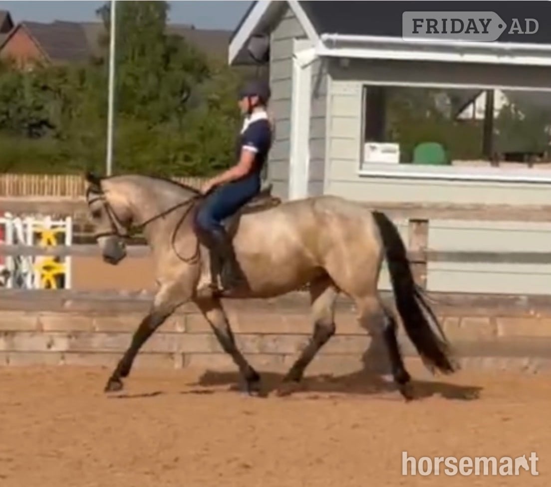 "Illane Beuty" Dun Mare Mountain & Moorland Pony in Wigton