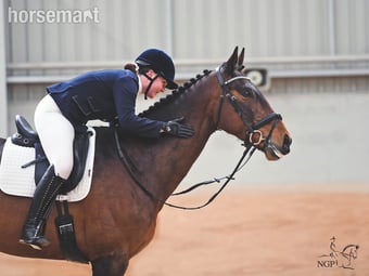 "Cooper" Bay Gelding Show Jumper