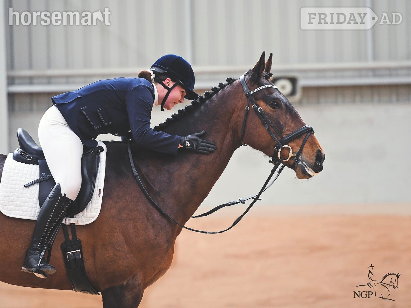 "Cooper" Bay Gelding Show Jumper in Keighley