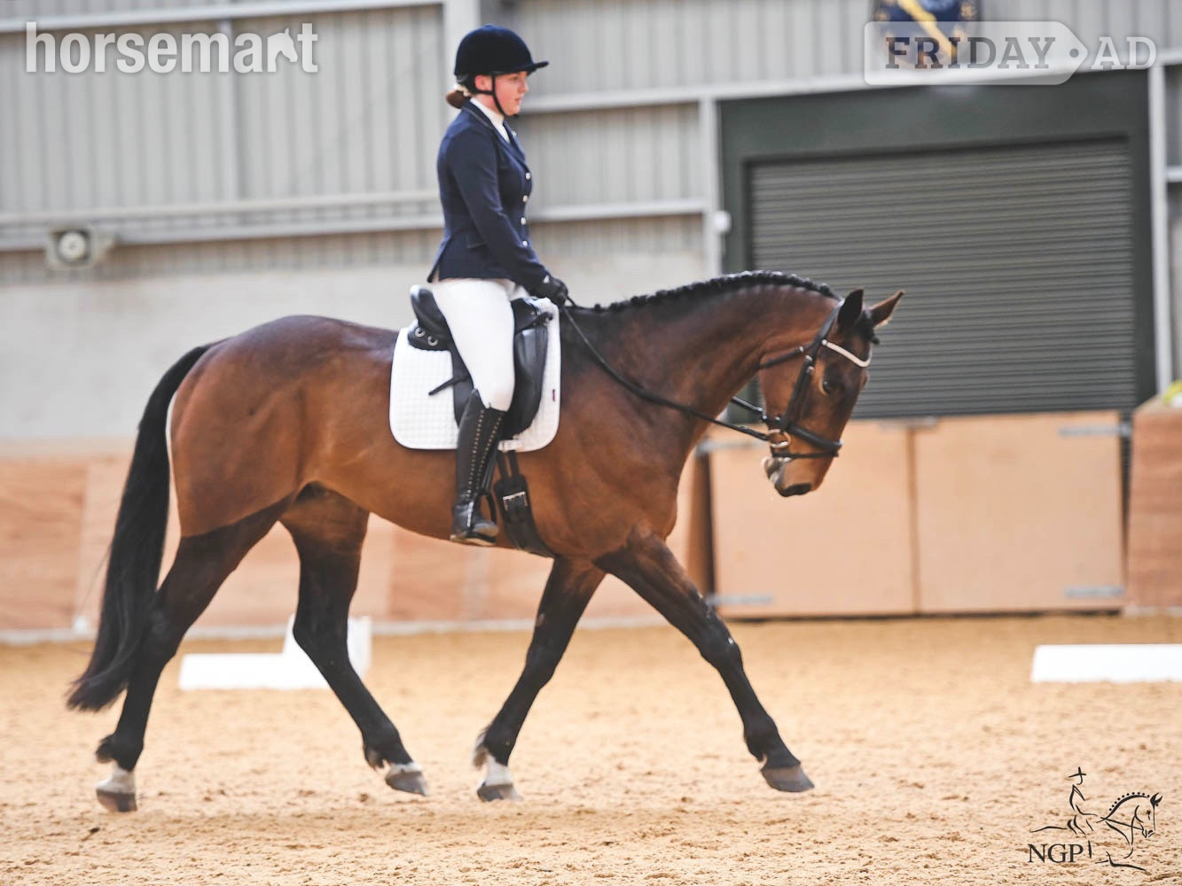 "Cooper" Bay Gelding Show Jumper