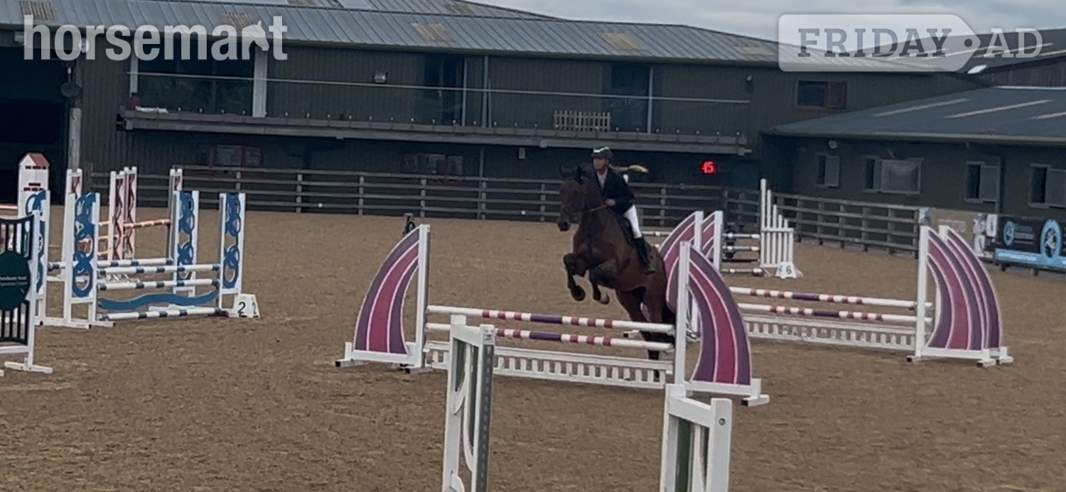 Keighley "Cooper" Bay Gelding Show Jumper