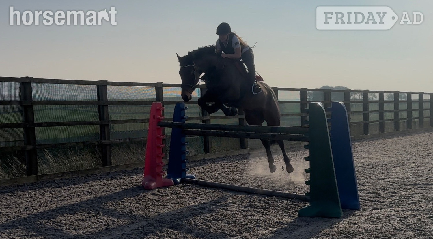 "Cooper" Bay Gelding Show Jumper - Horses in Keighley