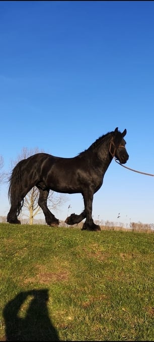 "Flor" Black Stallion Stallion