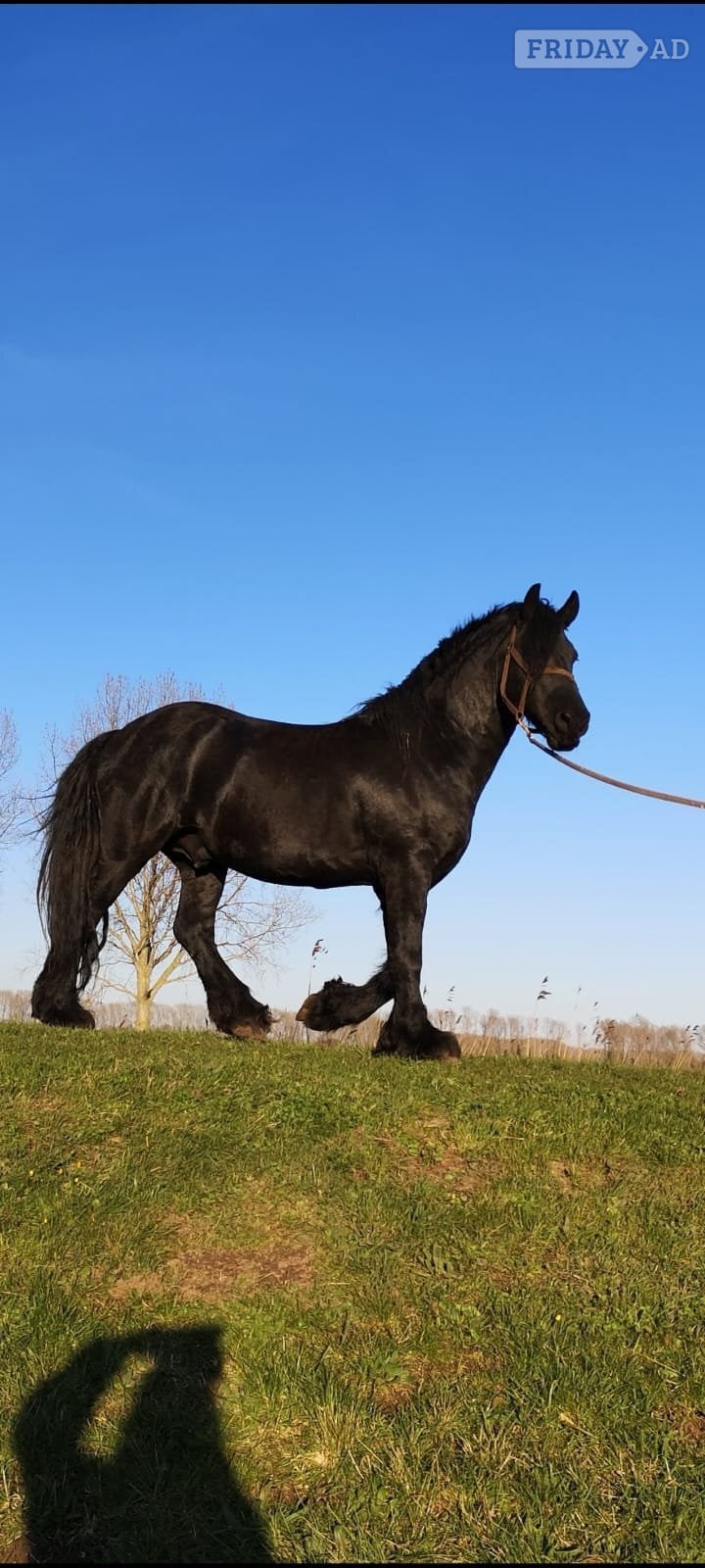 "Flor" Black Stallion Stallion in Downham Market