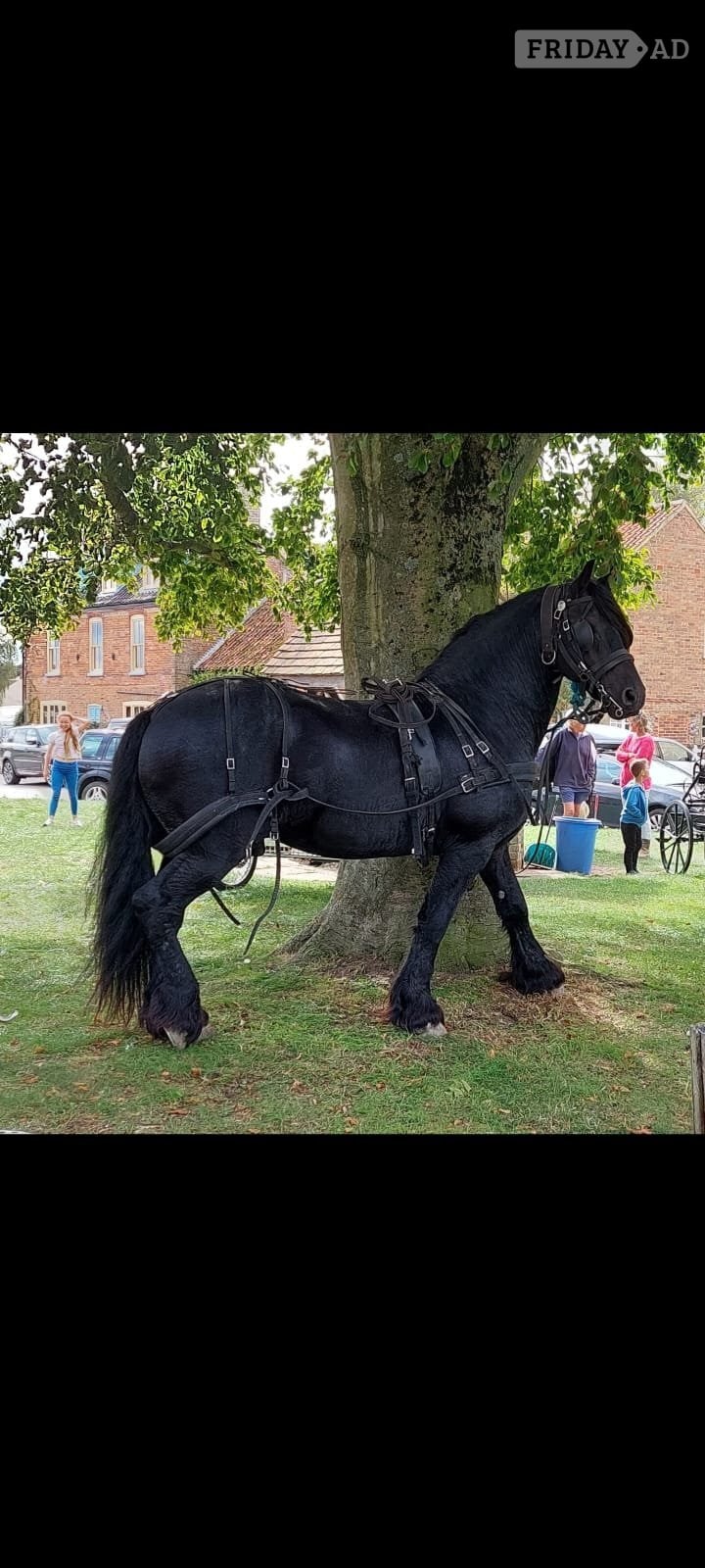 "Flor" Black Stallion Stallion