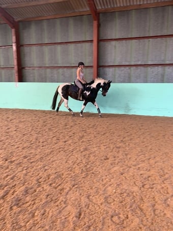 "BRINETON GIRL TALK" Coloured Mare All Rounder