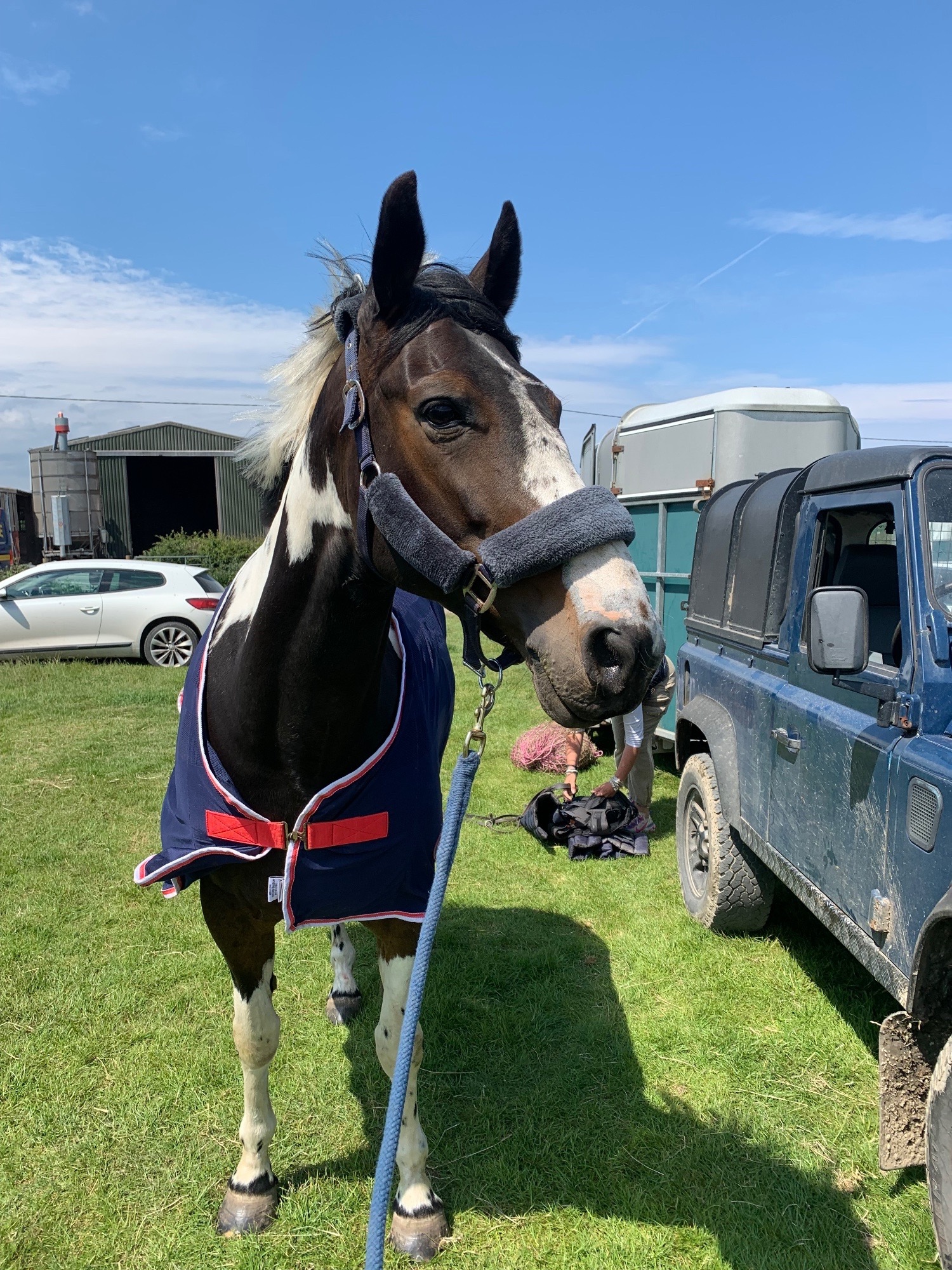 "BRINETON GIRL TALK" Coloured Mare All Rounder - Horses