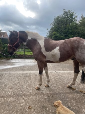 "Hugo" Coloured Gelding All Rounder