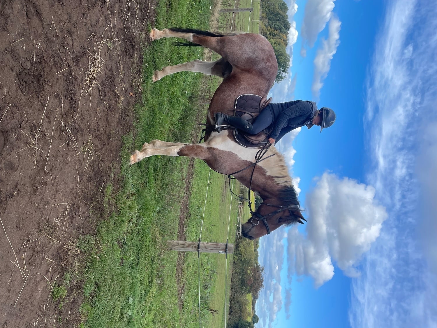 "Hugo" Coloured Gelding All Rounder